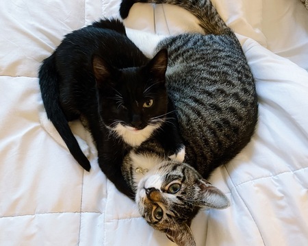 Jojo & Alfie