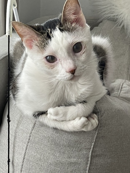 Cosmo