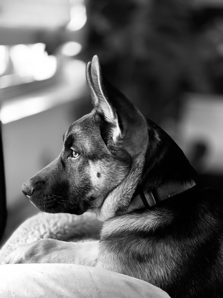 Huxley