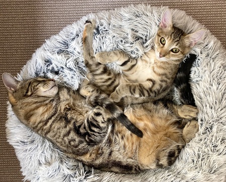 Murphy & Clementine 