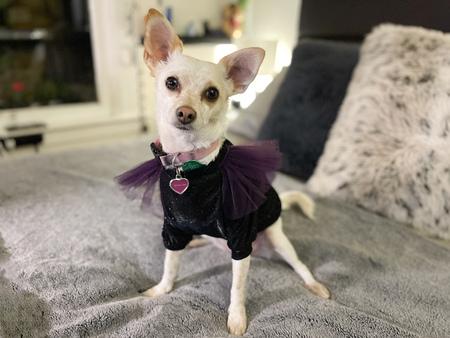 Pip