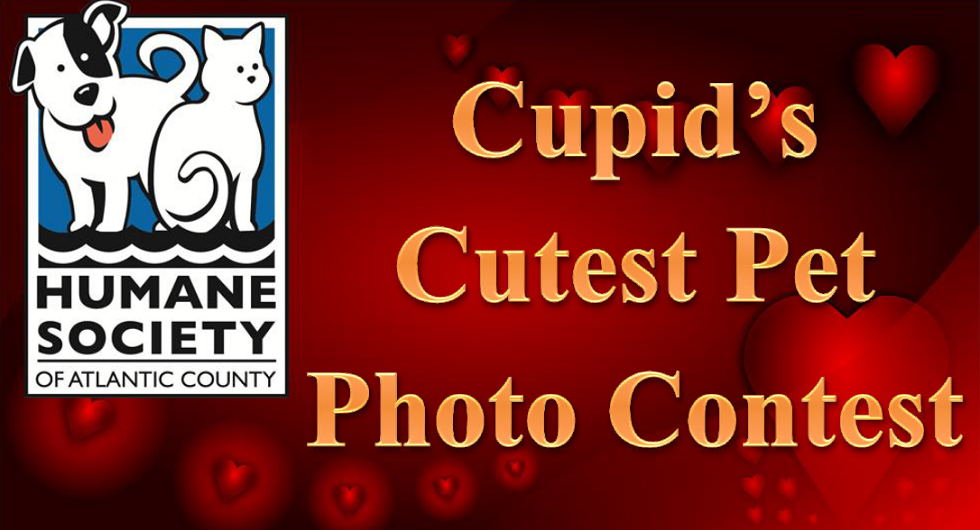 Banner for CUPID’S CUTEST PET PHOTO CONTEST
