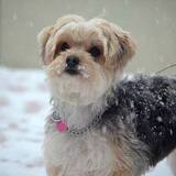 Entry image for Minnie