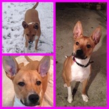 Entry image for Ginger