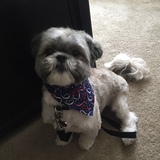 Entry image for Meeko