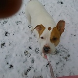 Entry image for Bella