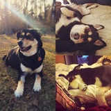 Entry image for Bella