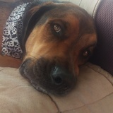 Entry image for Samson 