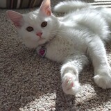 Entry image for Princess Sparkle 