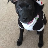 Entry image for Mocha