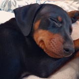 Entry image for Lassiter