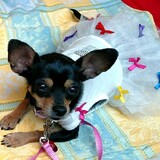 Entry image for Lupe