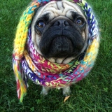 Entry image for Mr. Mack Puggy