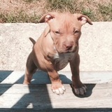 Entry image for Lola