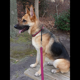 Entry image for Lucy