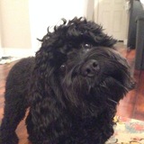 Entry image for Grover