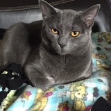 Entry image for Bleu (1yr old) 