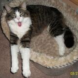 Entry image for Bella