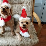 Entry image for Scooter & Snookie