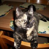 Entry image for Ciara