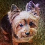 Entry image for Wolfgang