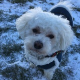 Entry image for Brody