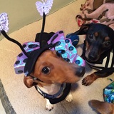 Entry image for Luna Bella  aka looney tune