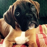 Entry image for Gigi