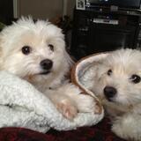 Entry image for Paris & Pixie