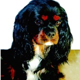 Entry image for Patterson