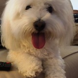 Entry image for Ollie