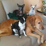 Entry image for Cysco, Bebe, Lulu and LadyGaga