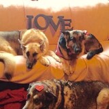 Entry image for BUDDY ,REGEAN ,GIA