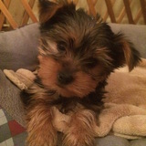 Entry image for Katie