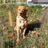 Entry image for Woody