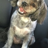 Entry image for Trixie