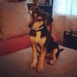 Entry image for Penny