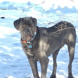 Entry image for Montgomery