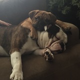 Entry image for Cooper and Tucker