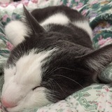 Entry image for Lambert A.K.A "Handsome Boy"