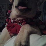 Entry image for BEAR