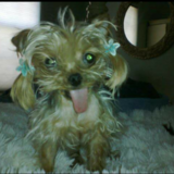 Entry image for LilPea