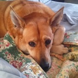 Entry image for Zaia