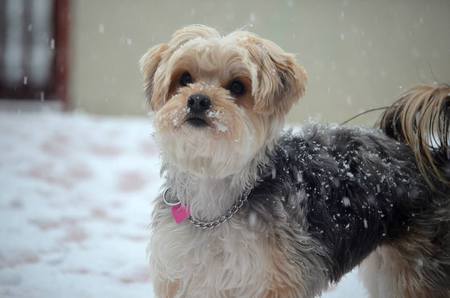 Entry image for Minnie. Clicking this image will show a larger photo