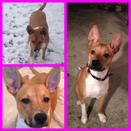 Entry image for Ginger. Clicking this image will show a larger photo