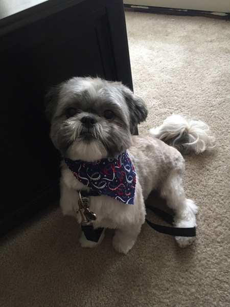 Entry image for Meeko. Clicking this image will show a larger photo