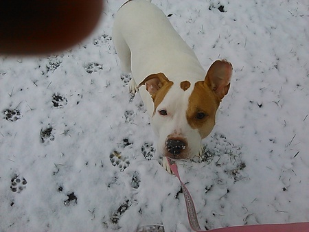 Entry image for Bella. Clicking this image will show a larger photo