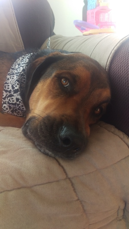 Entry image for Samson . Clicking this image will show a larger photo