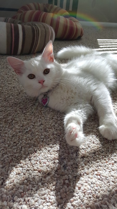 Entry image for Princess Sparkle . Clicking this image will show a larger photo