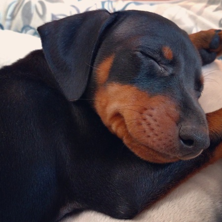 Entry image for Lassiter. Clicking this image will show a larger photo